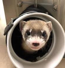 Ferrets need as much veterinary care as dogs, cats and other regular pets do. Elizabeth Ann An Endangered Ferret Is Cloned