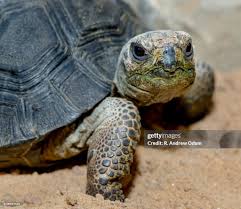 Image result for Chelonoidis microphyes