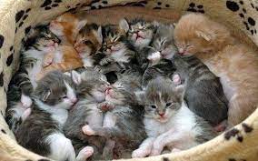 Another calculation by dr desmond morris 1 states that if you start with a single breeding pair of domestic cats and assume that. Can My Cat Feed Nine Kittens Quora
