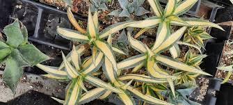 Image result for Alectra picta