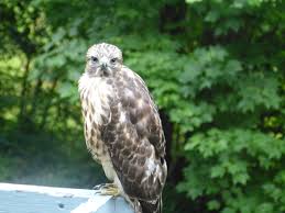 Young Hawk Animals Birds Owl