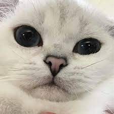 pin ot polzovatelya giuly b 27 na doske animals koshachi memy zhivotnye memy