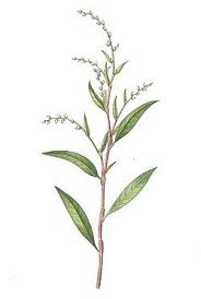 Image result for Persicaria barbata
