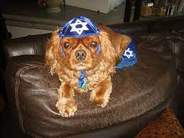 Jewish Pets Pet Holiday Dog Wear Cute Dogs