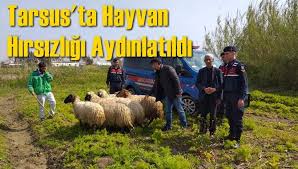 Mersin Tarsus Ta Hayvan Hirsizligi Olayi Jandarma Tarafindan Aydinlatildi Mersin Haber Hayvan Haber