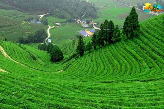 Coonoor Sightseeing