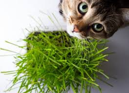 How To Make An Indoor Herb Garden For Your Cat Smart Cat Lady Cat Grass Houseplants Safe For Cats Indoor Cat Garden