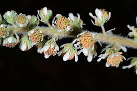 Image result for Resedaceae