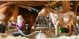 Wenn die stimme der jungen sängerin im viereck erklang, hatte ich … Es Braucht Vertrauen Und Geduld