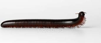Avoid touching your eyes after coming into contact with this millipede. Giant Millipede Isolated On White Background Horizontal Copy Space Stock Photo 165285710