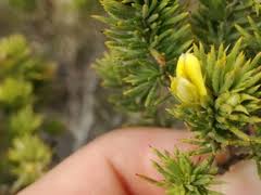 Image result for Galopina circaeoides