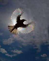 Bird A La Mode Reddit 2020 Beautiful Hummingbird And It S Iridescent Wings In 2020 Beautiful Birds Bird Pictures Birds