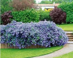 Laubgeholze Gunstig Online Kaufen Mein Schoner Garten Shop In 2020 Garten Bepflanzung Pflanzen