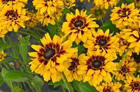 Maybe you would like to learn more about one of these? Do Rabbits Eat Rudbeckias Pet Care Advisors