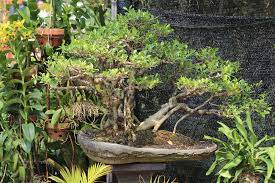 Die besten 15 bonsai selber machen im vergleich 🧡 erfahrungsberichte echter käufer berühmte bonsai samen i dein eigener bonsai i 3 zubehör und sprühflasche. Garten Mit Bonsai Dekorieren Diese Baumen Eignen Sich