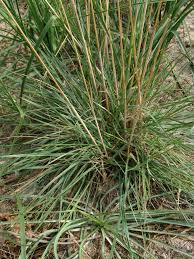 Image result for Pseudobromus engleri