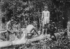 Image result for Tinnea antiscorbutica