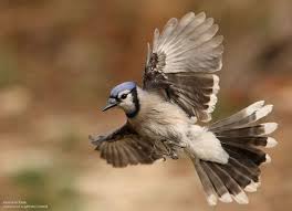 Black And White Birds In Northern California Feeder Friends A Few Birds You Ll Want To Meet Backyard Birds Blue Jay Beautiful Images Nature