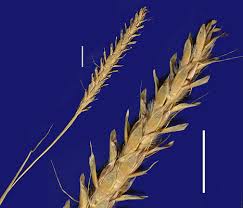 Image result for Ischaemum