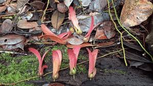 Image result for Dipterocarpaceae