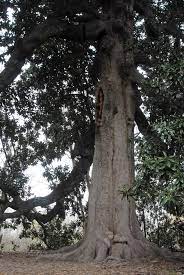 Magnolia tree care is minimal once your tree is established. Magnolia Grandiflora Bull Bay Large Tree Magnolia Southern Magnolia North Carolina Extension Gardener Plant Toolbox