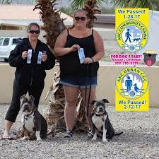 Go online and search for ringcraft clubs near you, and enroll your dog in their training classes if you can find one, since these are geared towards show dogs. For Dog S Sake Training Accessories Home Facebook