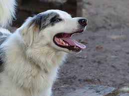 Border collies are very diverse as far as their coloring, patterns, and markings. Blue Marlin Border Collie Cheap Online