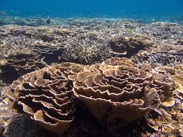 Image result for Subularia monticola