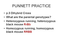 Big bang theory punnett square worksheet from dihybrid cross worksheet answers , source: Genetics Test Review Chapter 11 Match The Scientists