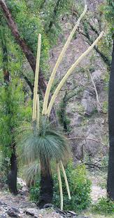 Image result for Xanthorrhoea