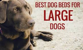 Pick up a fantastic deal in store today. 12 Best Dog Beds For Large Dogs 2021 Review Dog Bed Reviews