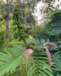 Image result for Calliandra calothyrsus
