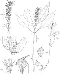 Image result for Helixanthera schizocalyx