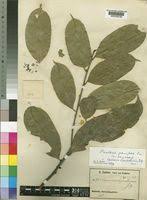 Image result for Heisteria