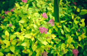 Image result for spirea japonica gold princess