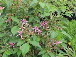 Image result for Grewia