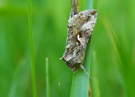 Image result for Autographa excelsa