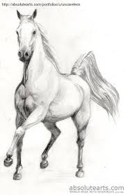 Scetchings Free Beautiful Horses Bing Images Horse Drawings Animal Drawings Horse Sketch