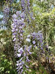 Näytä lisää sivusta purple flowers facebookissa. Five Facts Wisteria In Florida Florida Museum Science
