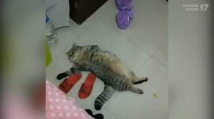 pisi tv konusan kediler 18 en komik kedi videolari facebook