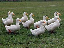 Beijing ducks, a chinese basketball team; American Pekin Wikipedia