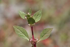 Image result for Bergia