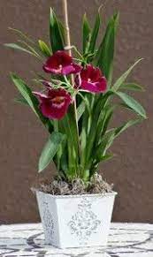 How To Care For A Miltonia Orchid Giving Plants Blog Miltonia Orchid Orchid Roots Orchid Care