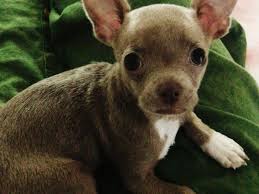 10 Aylik Teacup Blue Chihuahua Kopek Satis