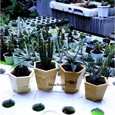 Sahabat kjperabot, ada yang baru nih di kjperabot.hari ini, sudah dibuka lho area toko terbaru di kjperabot. Pot Kayu Unik Sukulen Pot Kecil Pot Kaktus B03 Shopee Indonesia