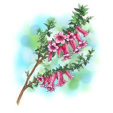 Common Heath Flower Digi Stamp In Digital Images Digi Stamp Flower Drawing Flowers