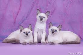 Price of balinese kittens with limited registration. Thai Cat For Sale In The City Of Moskva Russian Federation Price 271 Announcement 2968