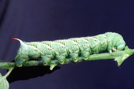 Giant Caterpillars Ohioline