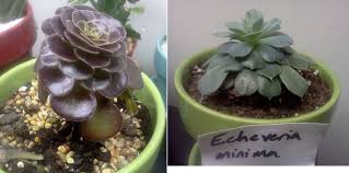 I had them within 5 cm of the plants and it still wasn't enough. Succulent Plants Under Artificial Light The Good The Bad And The Ugly Remedial Girl Lessons