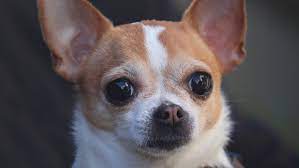 Arquivos Chihuahua Cabeca De Maca Animale Petshop